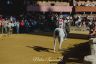 Palio 16 agosto 2019: la fotogallery della Provaccia